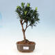 Indoor bonsai - Podocarpus - Stone thous - 1/2