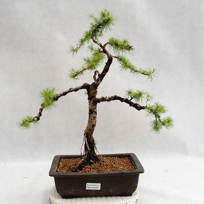 Outdoor bonsai -Larix decidua - European larch VB2019-26707 - 1