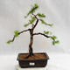 Outdoor bonsai -Larix decidua - European larch VB2019-26707 - 1/5