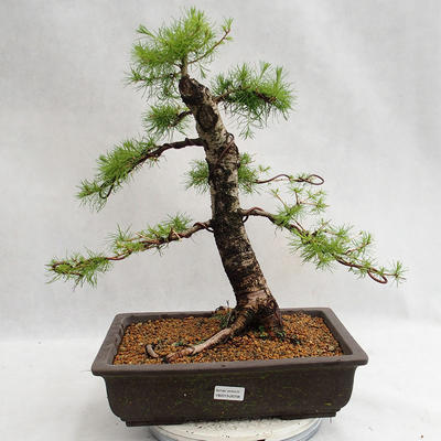 Outdoor bonsai -Larix decidua - European larch VB2019-26708 - 1