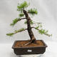 Outdoor bonsai -Larix decidua - European larch VB2019-26708 - 1/5