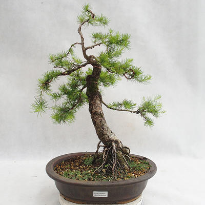 Outdoor bonsai -Larix decidua - European larch VB2019-26709 - 1