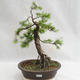 Outdoor bonsai -Larix decidua - European larch VB2019-26709 - 1/5