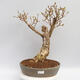 Outdoor bonsai - Forsythia - Forsythia intermedia Week End - 1/4