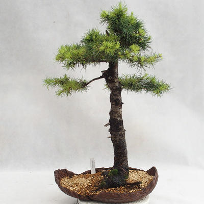 Outdoor bonsai -Larix decidua - European larch VB2019-26710 - 1