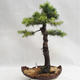 Outdoor bonsai -Larix decidua - European larch VB2019-26710 - 1/5