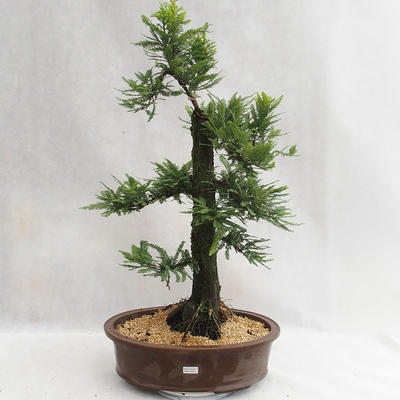 Outdoor Bonsai - Metasequoia glyptostroboides - Chinese Small Leaves Metasequoia VB2019-26711 - 1