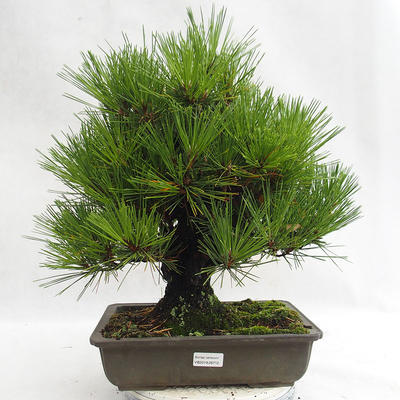 Outdoor bonsai - Pinus thunbergii Corticosa - Thunberg's pine VB2019-26712 - 1