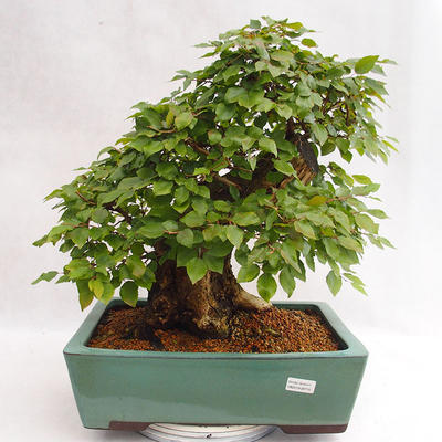 Outdoor bonsai - Korean hornbeam - Carpinus carpinoides VB2019-26715 - 1