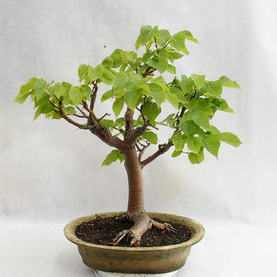 Outdoor bonsai - Heart-shaped lime - Tilia cordata 404-VB2019-26717 - 1