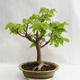 Outdoor bonsai - Heart-shaped lime - Tilia cordata 404-VB2019-26717 - 1/5