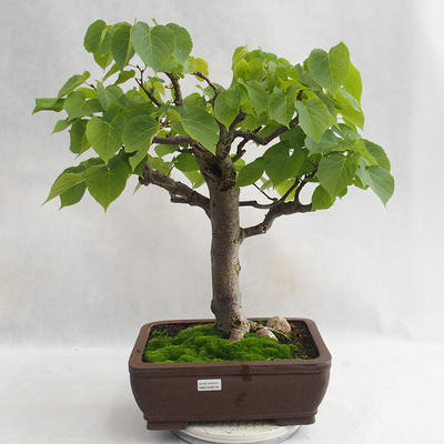 Outdoor bonsai - Heart-shaped lime - Tilia cordata 404-VB2019-26718 - 1