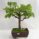 Outdoor bonsai - Heart-shaped lime - Tilia cordata 404-VB2019-26718 - 1/5