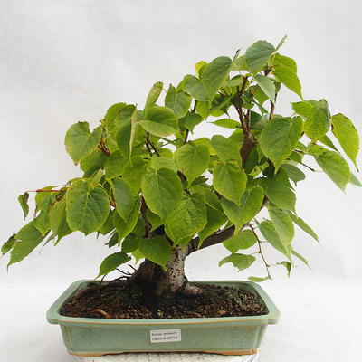 Outdoor bonsai - Heart-shaped lime - Tilia cordata 404-VB2019-26719 - 1
