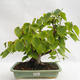 Outdoor bonsai - Heart-shaped lime - Tilia cordata 404-VB2019-26719 - 1/5