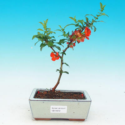 Outdoor bonsai - Japanese quince - 1
