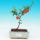 Outdoor bonsai - Japanese quince - 1/4