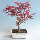 Outdoor bonsai - Acer palm. Atropurpureum-Japanese Maple 408-VB2019-26727 - 1/2
