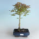 Outdoor bonsai - Acer palmatum Beni Tsucasa - Japanese Maple 408-VB2019-26731 - 1/4