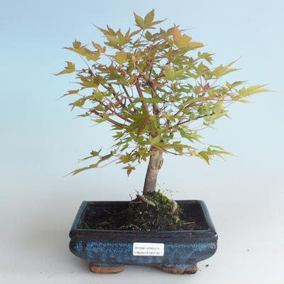 Outdoor bonsai - Acer palmatum Beni Tsucasa - Japanese Maple 408-VB2019-26732 - 1