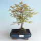 Outdoor bonsai - Acer palmatum Beni Tsucasa - Japanese Maple 408-VB2019-26732 - 1/4