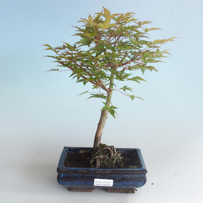 Outdoor bonsai - Acer palmatum Beni Tsucasa - Japanese Maple 408-VB2019-26733 - 1