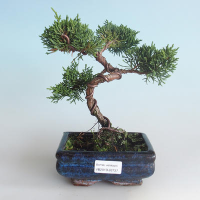 Outdoor bonsai - Juniperus chinensis - Chinese juniper 408-VB2019-26737