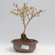 Outdoor bonsai - Forsythia - Forsythia intermedia Week End - 1/2