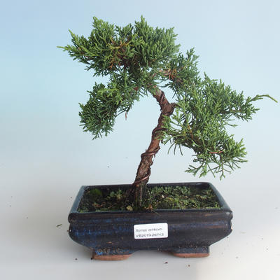Outdoor bonsai - Juniperus chinensis - Chinese juniper 408-VB2019-26743