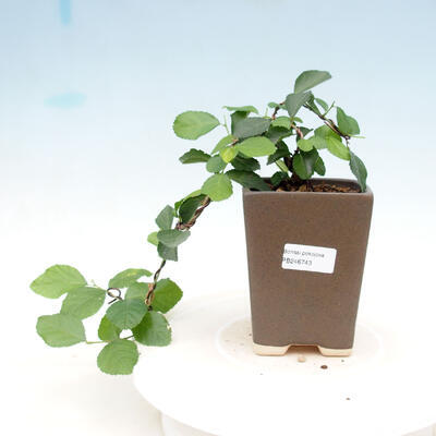 Indoor bonsai - Grewia occidentalis - Lavender star - 1