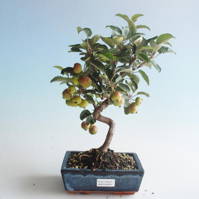 Outdoor bonsai - Malus halliana - Small Apple 408-VB2019-26751 - 1