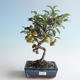 Outdoor bonsai - Malus halliana - Small Apple 408-VB2019-26751 - 1/4