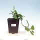 Indoor bonsai - Grewia occidentalis - Lavender star - 1/4