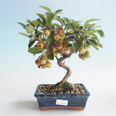 Outdoor bonsai - Malus halliana - Small Apple 408-VB2019-26754 - 1