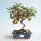 Outdoor bonsai - Malus halliana - Small Apple 408-VB2019-26754 - 1/4