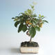 Outdoor bonsai - Malus halliana - Small Apple 408-VB2019-26759 - 1/4
