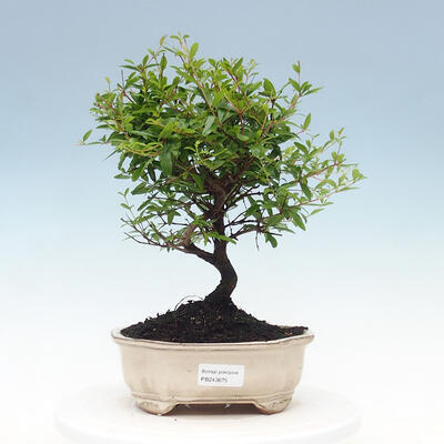 Room bonsai-PUNICA granatum nana-Pomegranate - 1