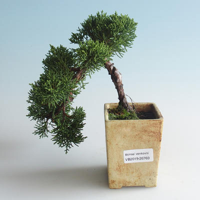 Outdoor bonsai - Juniperus chinensis - Chinese juniper 408-VB2019-26769