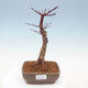 Outdoor bonsai - Maple palmatum DESHOJO - Japanese Maple - 1/6