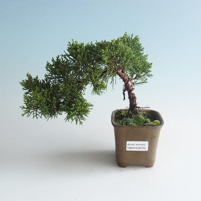 Outdoor bonsai - Juniperus chinensis - Chinese juniper 408-VB2019-26770