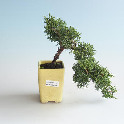 Outdoor bonsai - Juniperus chinensis - Chinese juniper 408-VB2019-26771