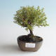 Outdoor bonsai-Bush Cinquefoil - Dasiphora fruticosa yellow 408-VB2019-26776 - 1/2