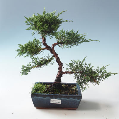 Outdoor bonsai - Juniperus chinensis - Chinese juniper 408-VB2019-26786
