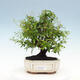 Room bonsai-PUNICA granatum nana-Pomegranate - 1/6