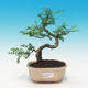 Room bonsai - Zantoxylum piperitum - kava - 1/4