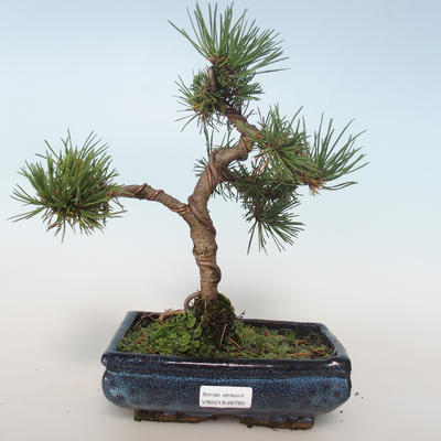 Outdoor bonsai - Pinus mugo Humpy - Pine kneel 408-VB2019-26793