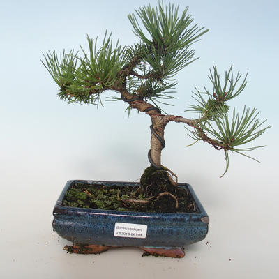 Outdoor bonsai - Pinus mugo Humpy - Pine kneel 408-VB2019-26794