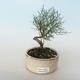 Outdoor bonsai - Tamaris parviflora Small-leaved Tamarisk 408-VB2019-26795 - 1/3