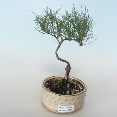 Outdoor bonsai - Tamaris parviflora Small-leaved Tamarisk 408-VB2019-26796 - 1