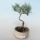 Outdoor bonsai - Tamaris parviflora Small-leaved Tamarisk 408-VB2019-26796 - 1/3